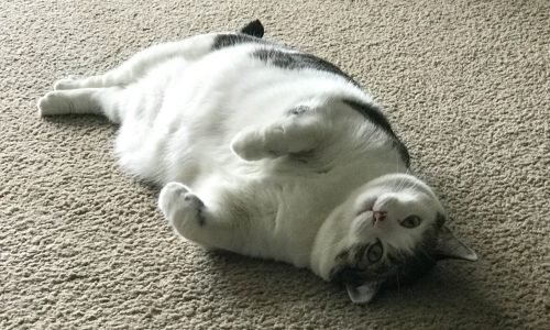 Frodi en Joy – obese animal Frodi en Joy - obese animal